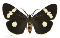 Nyctemera amica (male). Erebidae: Arctiinae. 