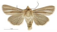 Tmetolophota paraxysta (male). Noctuidae: Noctuinae. 