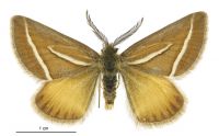 Aponotoreas insignis (male). Geometridae: Larentiinae. 