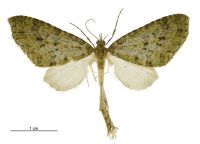 Tatosoma monoviridisata (male). Geometridae: Larentiinae. 