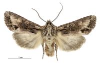 Graphania bromias (male). Noctuidae: Noctuinae. Chatham Islands only