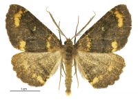 Cleora scriptaria (male). Geometridae: Ennominae. 