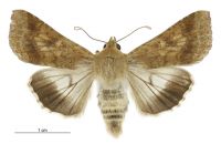 Helicoverpa punctigera (female). Noctuidae: Heliothinae. Irregular migrant to New Zealand