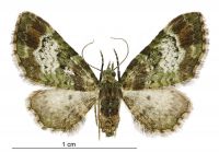 Pasiphila sandycias (female). Geometridae: Larentiinae. 