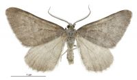 Helastia clandestina (male). Geometridae: Larentiinae. 