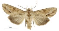 Graphania mollis (male). Noctuidae: Noctuinae. 