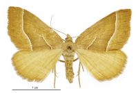 Asaphodes stinaria (female). Geometridae: Larentiinae. 