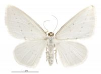 Orthoclydon praefectata (female). Geometridae: Larentiinae. 