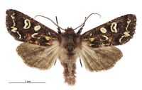 Graphania chlorodonta (male). Noctuidae: Noctuinae. 