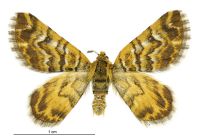 Notoreas edwardsi (male). Geometridae: Larentiinae. 