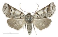 Declana hermione (female). Geometridae: Ennominae. 