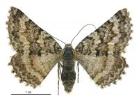 Aponotoreas incompta (female). Geometridae: Larentiinae. 