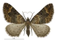 Hydriomena hemizona (female). Geometridae: Larentiinae. 