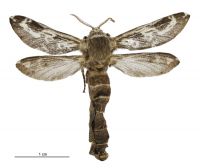 Aoraia senex (female). Hepialidae: . 