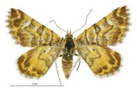 Notoreas edwardsi (female). Geometridae: Larentiinae. 