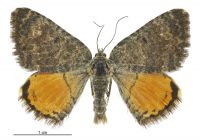 Dasyuris enysii (male). Geometridae: Larentiinae. 