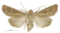 Tmetolophota phaula (female). Noctuidae: Noctuinae. 