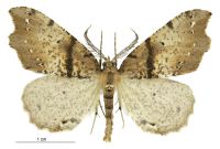 Chalastra pellurgata (male). Geometridae: Ennominae. 