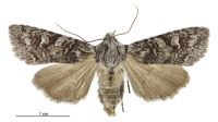 Aletia s.l. longstaffi (female). Noctuidae: Noctuinae. 