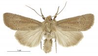 Tmetolophota phaula (male). Noctuidae: Noctuinae. 