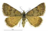 Dichromodes simulans (female). Geometridae: Oenochrominae s. lat.. 