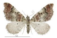 Helastia cryptica (female). Geometridae: Larentiinae. 