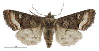 Meterana asterope (female). Noctuidae: Noctuinae. 