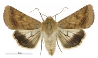 Helicoverpa armigera (female). Noctuidae: Heliothinae. 