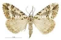 Pseudocoremia leucelaea (female). Geometridae: Ennominae. 