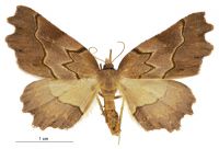 Ischalis fortinata (female). Geometridae: Ennominae. 