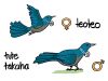 <h5 style=text-transform:uppercase;margin:0em;>Māori names distinguish male <em>tūī</em> from females</h5><p>Male <em>tūī</em> or <em>kōkō</em> are typically larger and have more vibrant plumage than the females, so different Māori names are used to distinguish between them.</p>

<p><em>Tute</em> and <em>tākaha</em> were the names used for the male birds, whilst <em>teoteo</em> was used for females</p>