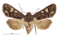 Graphania chlorodonta (female). Noctuidae: Noctuinae. 