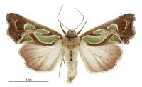 Cosmodes elegans (female). Noctuidae: Amphipyrinae. Regular migrant to New Zealand