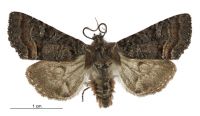 Meterana asterope (male). Noctuidae: Noctuinae. 