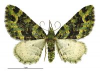 Pasiphila melochlora (female). Geometridae: Larentiinae. 