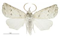 Declana niveata (male). Geometridae: Ennominae. 
