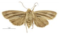 Tmetolophota stulta (female). Noctuidae: Noctuinae. 