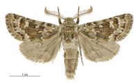 Ichneutica notata (male). Noctuidae: Noctuinae. 