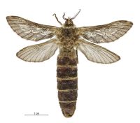 Aoraia orientalis (female). Hepialidae: . 