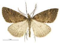 Pseudocoremia modica (male). Geometridae: Ennominae. 