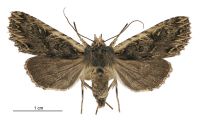 Meterana alcyone (female). Noctuidae: Noctuinae. 