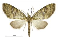 Tatosoma transitaria (female). Geometridae: Larentiinae. 