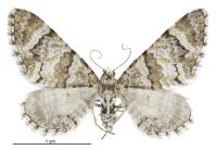Pasiphila halianthes (female). Geometridae: Larentiinae. 