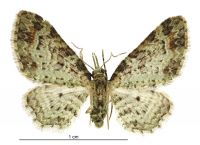 Pasiphila plinthina (female). Geometridae: Larentiinae. 