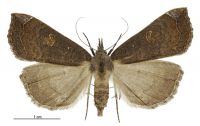 Rhapsa scotosialis (female). Erebidae: Hypeninae. 