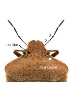 ANTENNAE: Segment 2 much longer than segment 3. PRONOTUM (dorsal plate of  fore thorax): Fore corners not extended in front on each side of head.