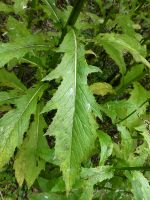 <em>Erechtites hieraciifolia</em> (fireweed) Image © Murray Dawson 