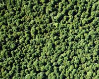Forest from the air.  Image – John Hunt.