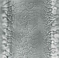 Guard hair scales distal shaft: Irregular wave, near separation, crenate margins (magnification 468x)
