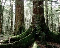 Beech buttresses